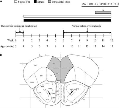 HINT1 Is Involved in the Chronic Mild Stress Elicited Oxidative Stress and Apoptosis Through the PKC ε/ALDH-2/4HNE Pathway in Prefrontal Cortex of Rats